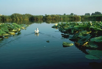 Natura, fior di loto e cigno