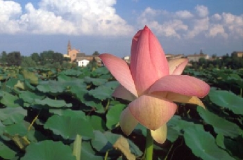 Fior di Loto in primo piamo e santa maria delle Grazie sullo sfondo