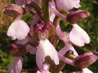 giglio caprino, una specie di orchidea selvatica che cresce nei prati aridi (foto del Gruppo Fotografico Il carpino) 